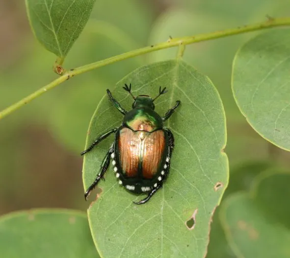 Un'immagine generica segnaposto con angoli arrotondati in una figura.